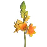 Искусственный цветок «Орнитогалум», оранжевый