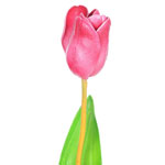Искусственный цветок «Тюльпан», бордовый