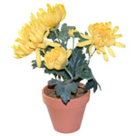 Цветок хризантемы в горшочке (желтый)