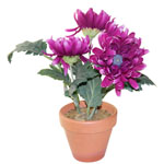 Цветок хризантемы в горшочке (фиолетовый)