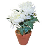 Цветок хризантемы в горшочке (белый)