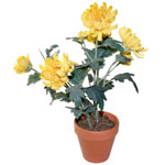 Цветок хризантемы в горшочке (желтый)