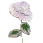 Маргаритка заснеженная