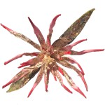 Цветок Клематис на прищепке